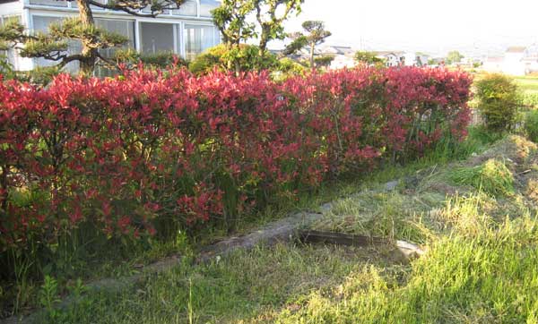 赤い垣根は紅かなめ 自給自足の家庭菜園