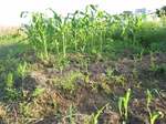 corn3.jpg
